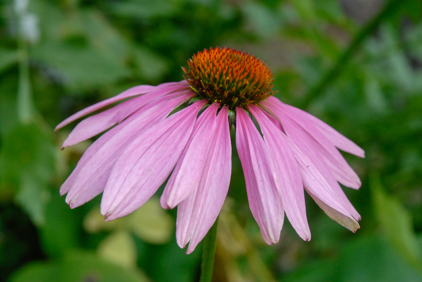 Eastern Purple Coneflower